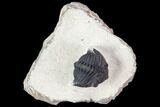 Metacanthina Trilobite - Lghaft, Morocco #106976-1
